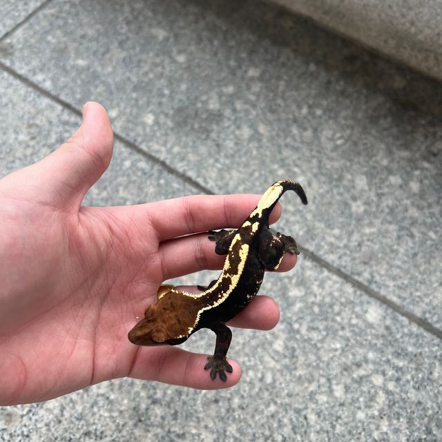 카푸치노