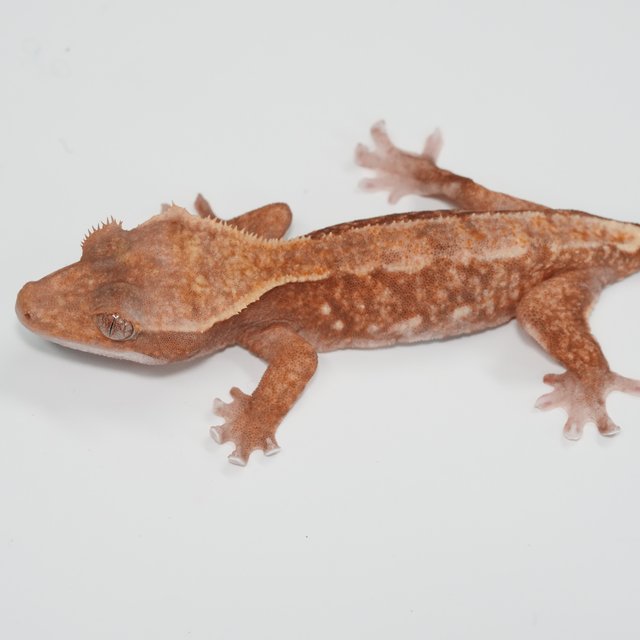 파이드 릴리화이트