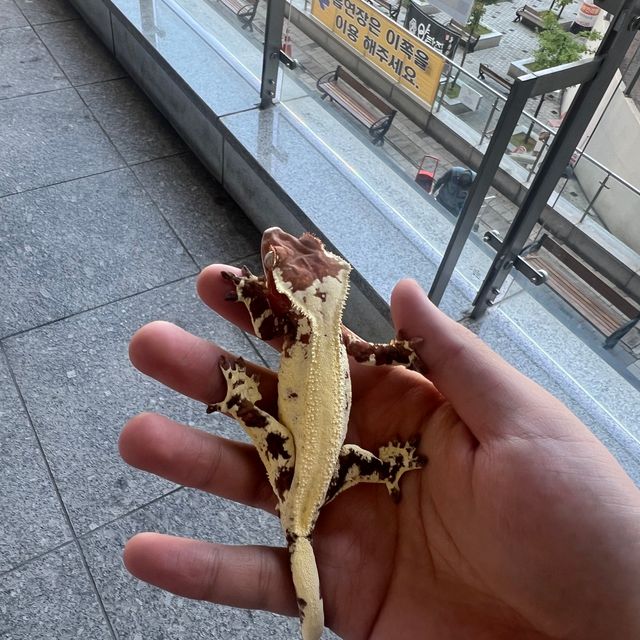프라푸치노