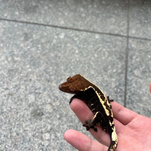 카푸치노