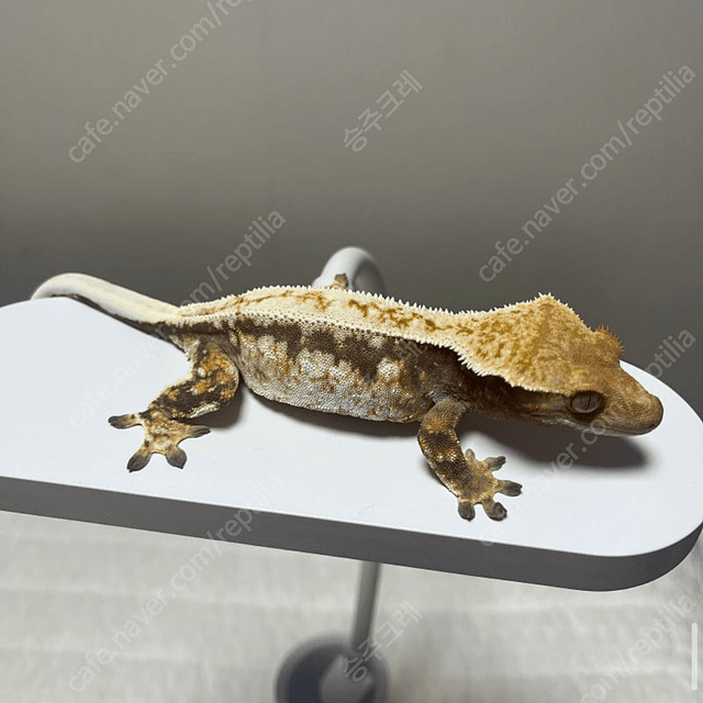 노멀 트라이 드리피 텐저린