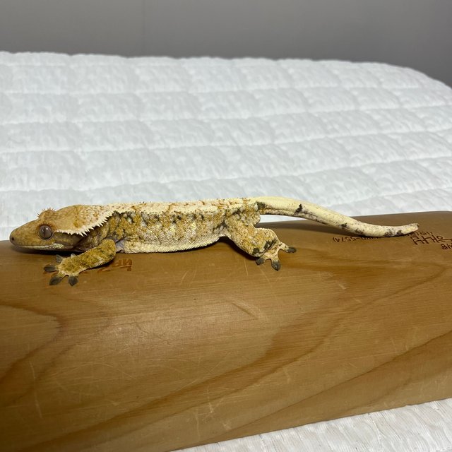 노멀 트라이 드리피