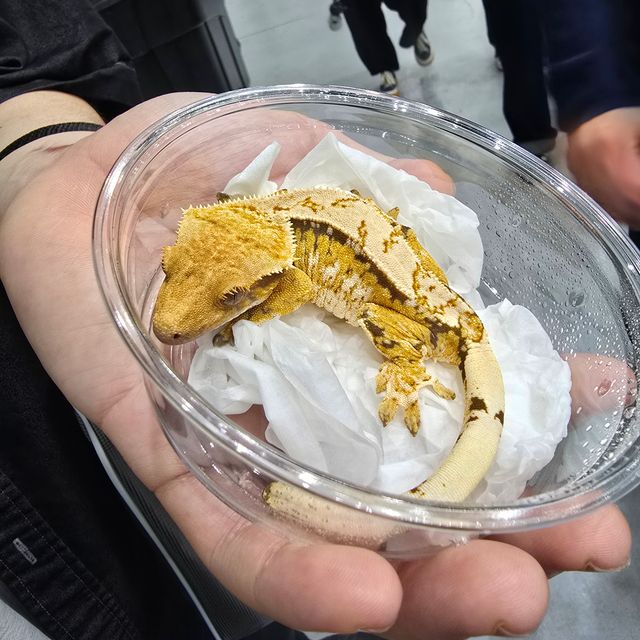 노멀 트라이 익스트림할리퀸