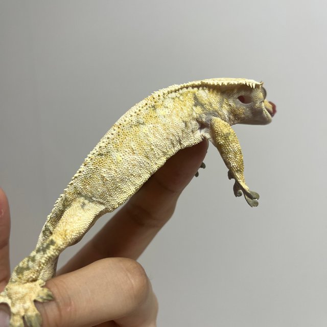 노멀 트라이 드리피