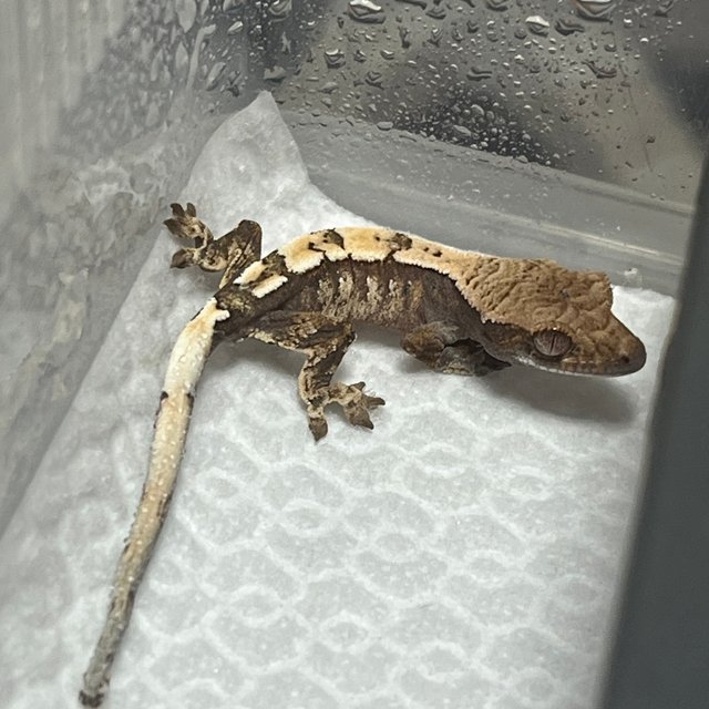 세이블