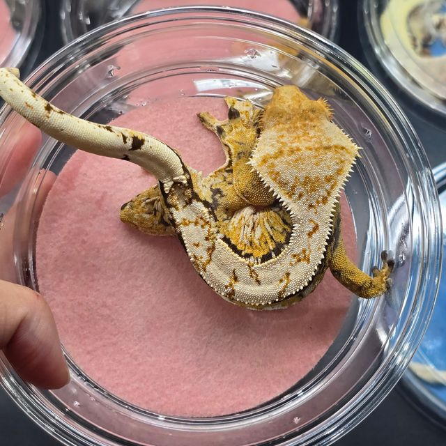 노멀 트라이 익스트림할리퀸