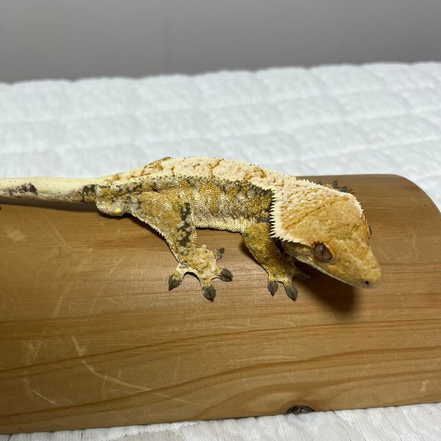 노멀 트라이 드리피