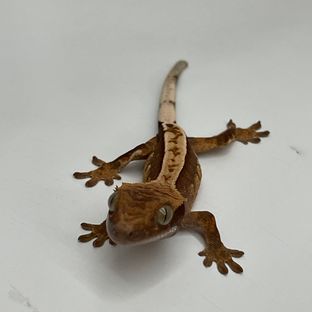 버나2