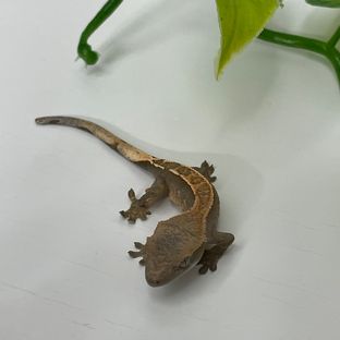 흑세3