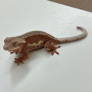 베리