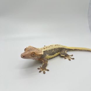 릴리화이트 트라이