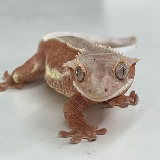 베리