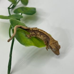 흑세2
