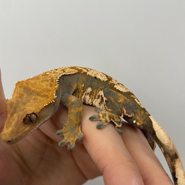 노멀 트라이 익스트림할리퀸 텐저린