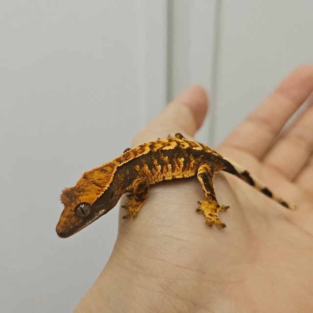 노멀 트라이 텐저린 익스트림할리퀸