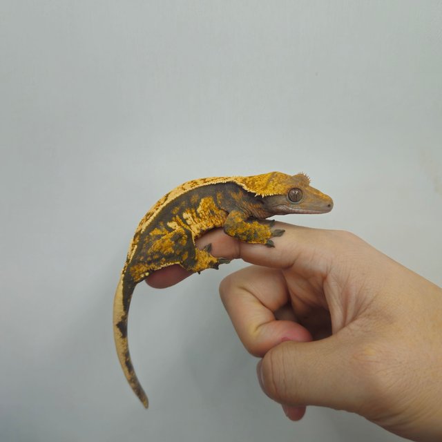 트라이 노멀 익스트림할리퀸