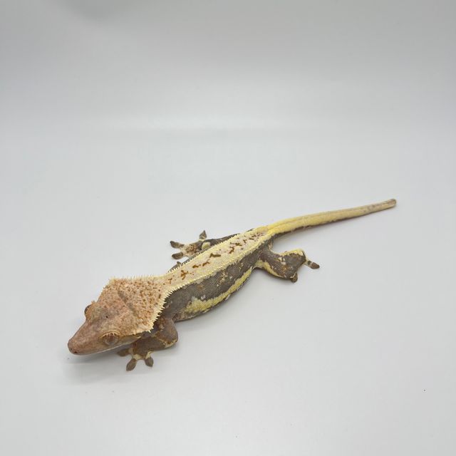 릴리화이트 트라이