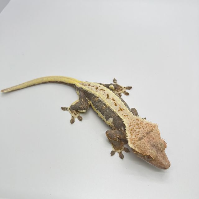 릴리화이트 트라이