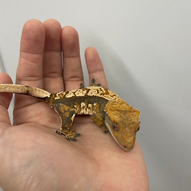 노멀 트라이 익스트림할리퀸 텐저린