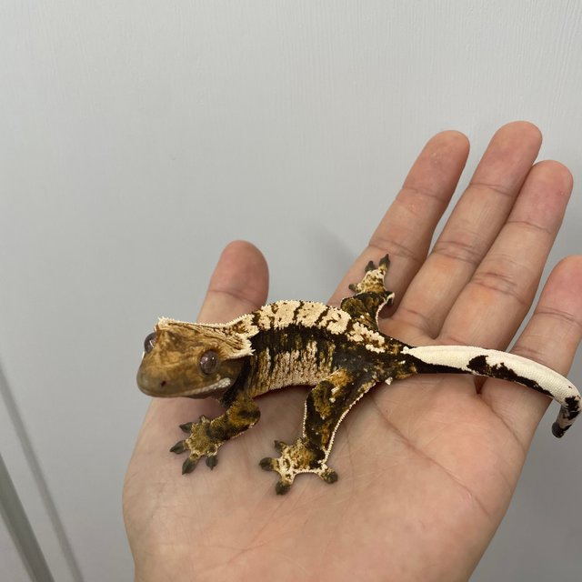 노멀 트라이 익스트림할리퀸 화이트스팟 화이트크라운