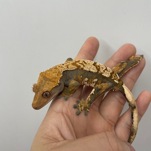 노멀 트라이 익스트림할리퀸 텐저린