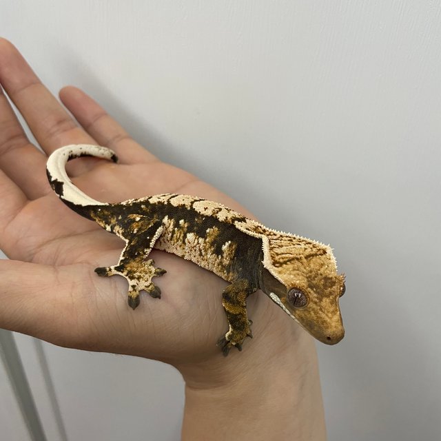 노멀 트라이 익스트림할리퀸 화이트스팟 화이트크라운