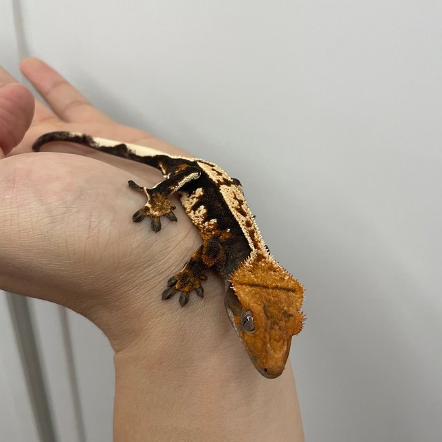 노멀 트라이 익스트림할리퀸 텐저린