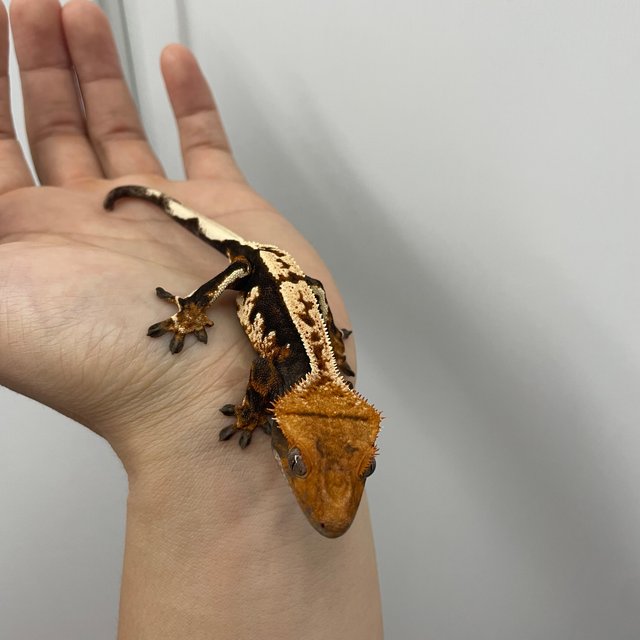 노멀 트라이 익스트림할리퀸 텐저린