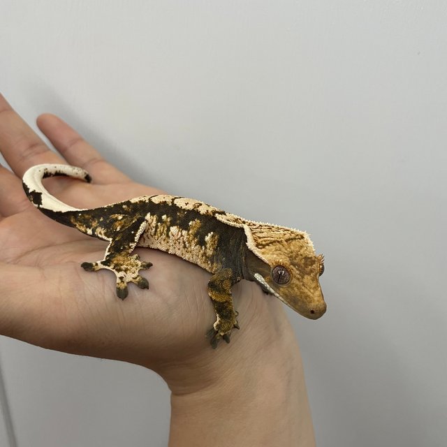 노멀 트라이 익스트림할리퀸 화이트스팟 화이트크라운