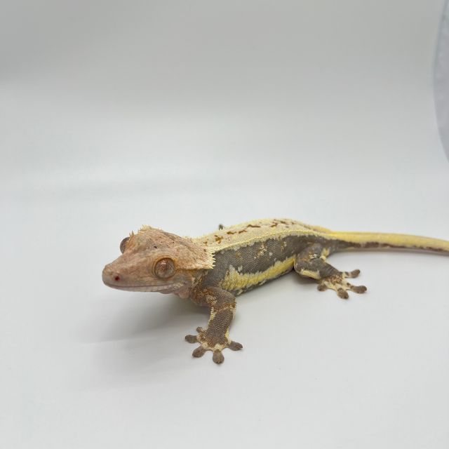 릴리화이트 트라이