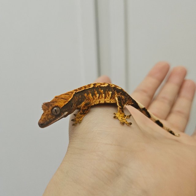 노멀 트라이 텐저린 익스트림할리퀸