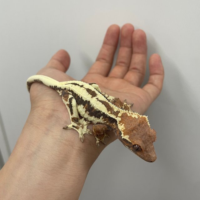 프라푸치노 릴리화이트