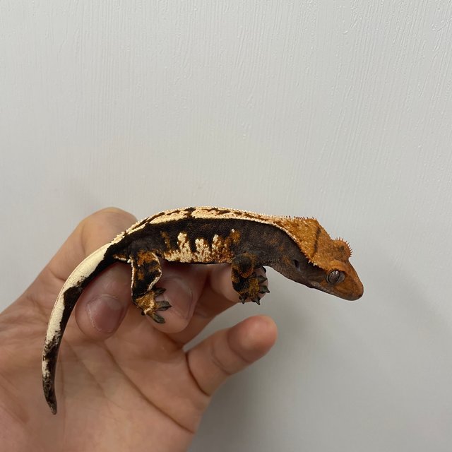 노멀 트라이 익스트림할리퀸 텐저린