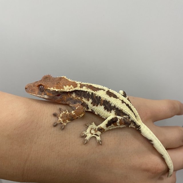 프라푸치노 릴리화이트