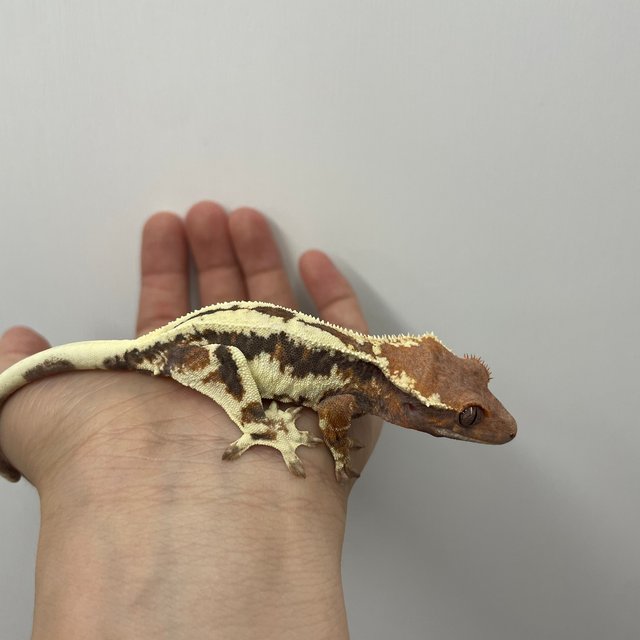 프라푸치노 릴리화이트