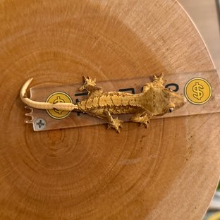 노멀 트라이 레드 할리퀸