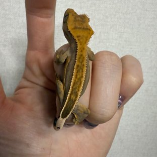 엠티백 풀핀 쿼드