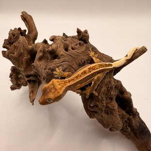 트라이 쿼드 풀핀