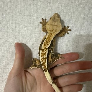 트라이 익스트림할리퀸