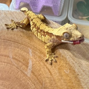 노멀 트라이 레드 할리퀸