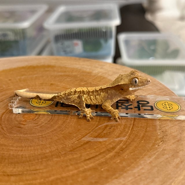 노멀 트라이 레드 할리퀸