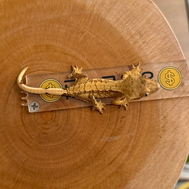 노멀 트라이 레드 할리퀸