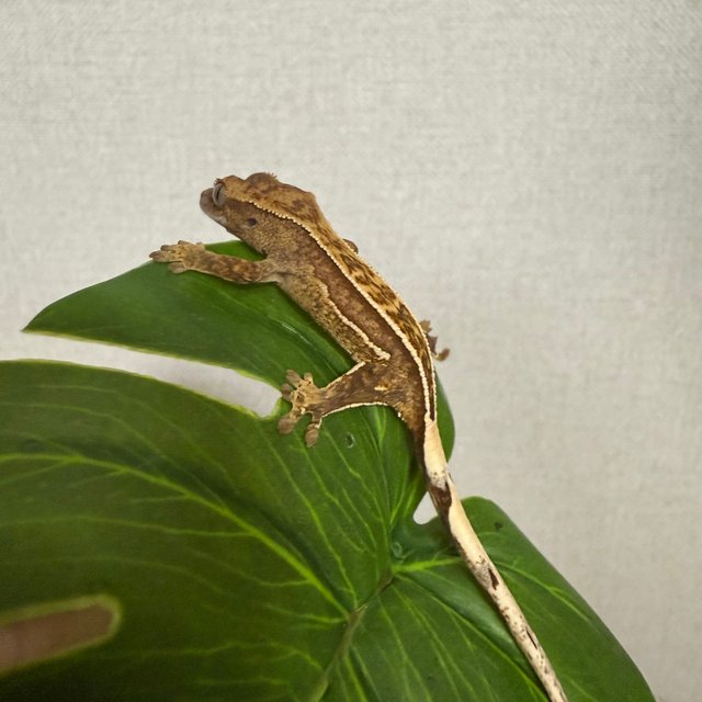 쿼드 풀핀 트라이