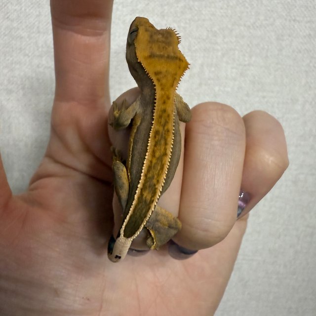 엠티백 풀핀 쿼드