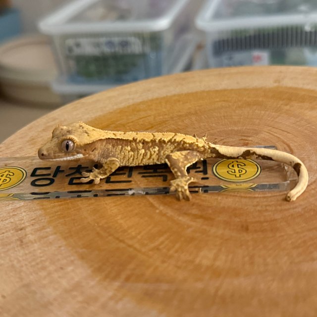 노멀 트라이 레드 할리퀸