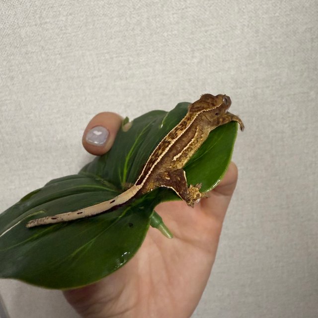 쿼드 풀핀 트라이