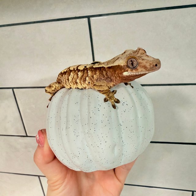 레드 익스트림할리퀸