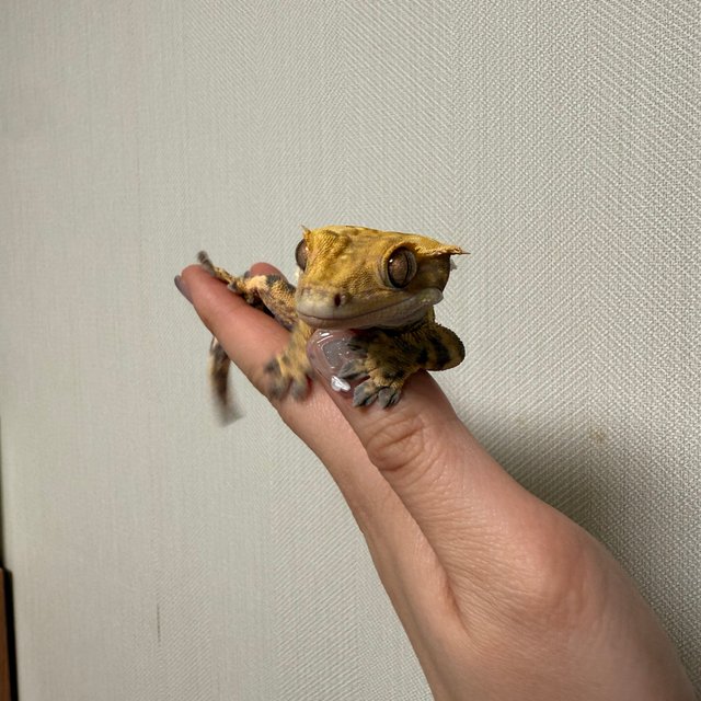 노멀 익스트림할리퀸