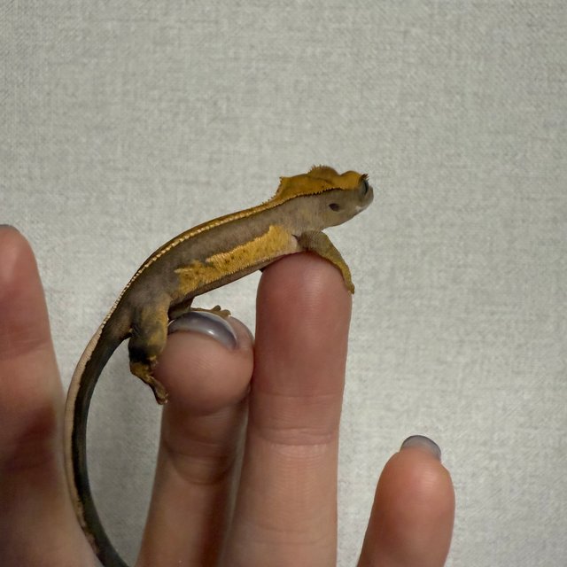 엠티백 풀핀 쿼드