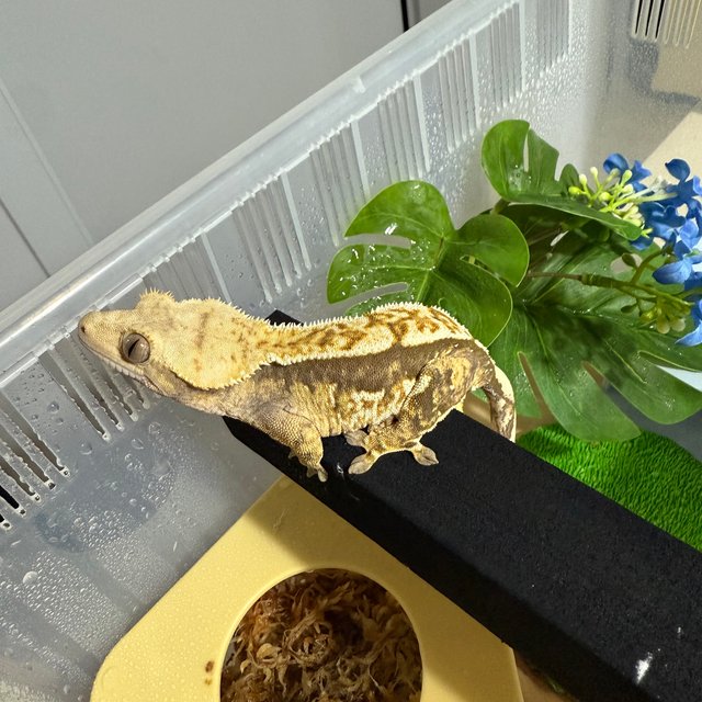 트라이 익스트림할리퀸